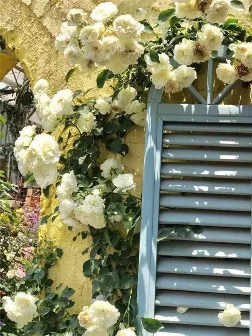 劉俊建了座2畝的鮮花小鎮(zhèn)