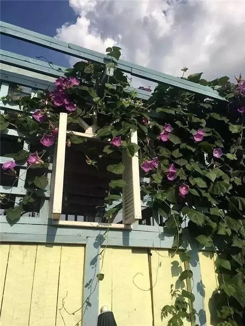 劉俊建了座2畝的鮮花小鎮(zhèn)