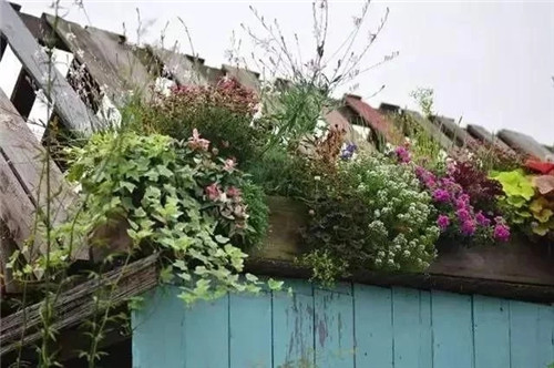 劉俊建了座2畝的鮮花小鎮(zhèn)