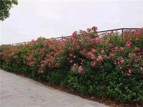 2018年什么樣的苗木不愁賣？