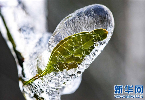 江西仰天崗國家森林公園銀裝素裹