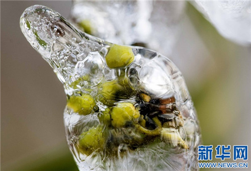 江西仰天崗國家森林公園銀裝素裹