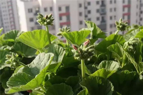 不想給花卉換盆,花卉盆土不板結怎么辦