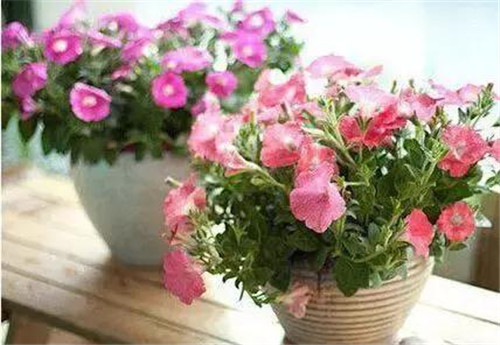 不想給花卉換盆,花卉盆土不板結怎么辦