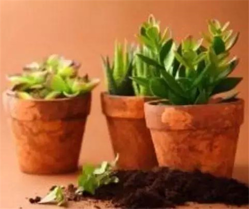 不想給花卉換盆,花卉盆土不板結怎么辦