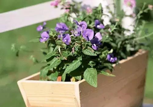 不想給花卉換盆,花卉盆土不板結怎么辦