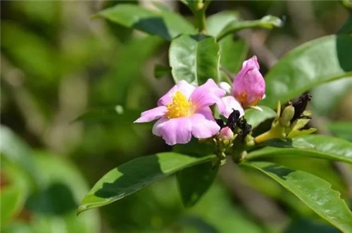 櫻麒麟盆栽和做藝術(shù)造型的花籬花架效果佳