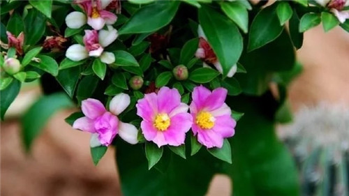 櫻麒麟盆栽和做藝術(shù)造型的花籬花架效果佳