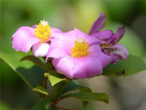 櫻麒麟盆栽和做藝術(shù)造型的花籬花架效果佳