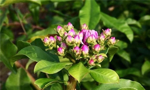 櫻麒麟盆栽和做藝術(shù)造型的花籬花架效果佳