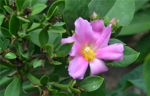 櫻麒麟盆栽和做藝術(shù)造型的花籬花架效果佳