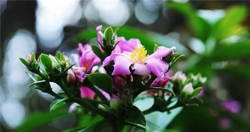 櫻麒麟盆栽和做藝術(shù)造型的花籬花架效果佳