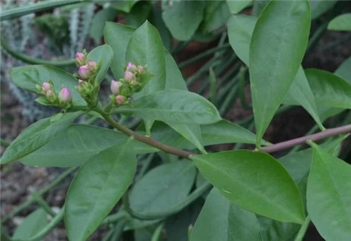 櫻麒麟盆栽和做藝術(shù)造型的花籬花架效果佳