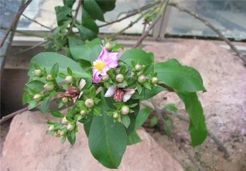 櫻麒麟盆栽和做藝術(shù)造型的花籬花架效果佳