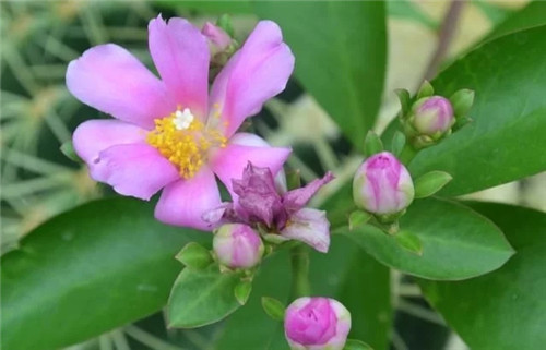 櫻麒麟盆栽和做藝術(shù)造型的花籬花架效果佳