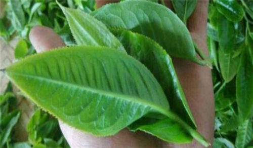 如何鑒別古樹茶?這六點很重要