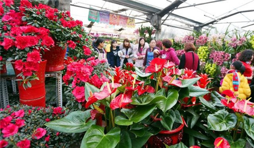 如何挑選年宵花卉?年宵花卉都有哪些