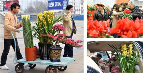 如何挑選年宵花卉?年宵花卉都有哪些