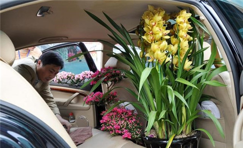 如何挑選年宵花卉?年宵花卉都有哪些