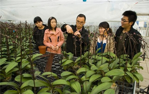 如何挑選年宵花卉?年宵花卉都有哪些
