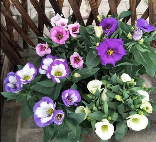 洋桔梗花卉規(guī)模化育苗技術(shù)