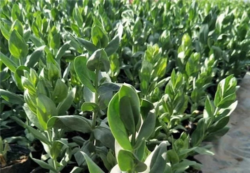 洋桔梗花卉規(guī)模化育苗技術(shù)