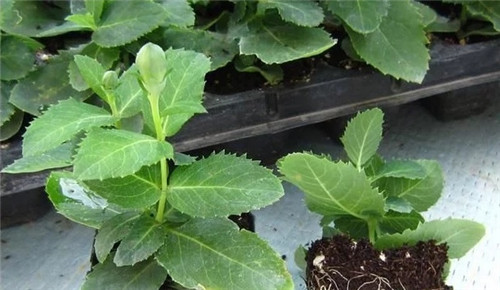 洋桔梗花卉規(guī)模化育苗技術(shù)