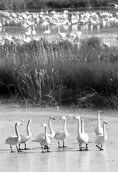 我國濕地保護率達49.03%