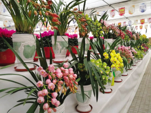 200多種花卉亮相迎春花市 新優(yōu)品種集中亮相