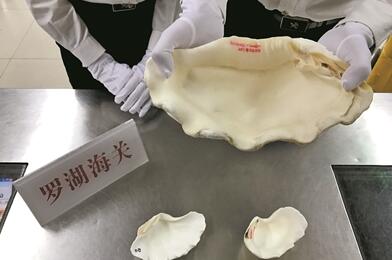 羅湖海關查獲瀕危野生動植物上萬件