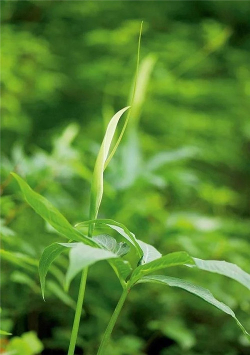 這種植物,只需要一丁點,讓你立馬失去知覺