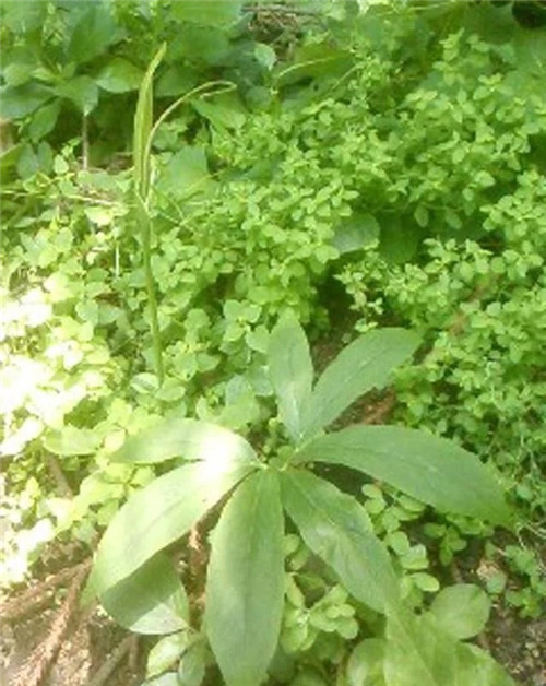 這種植物,只需要一丁點,讓你立馬失去知覺