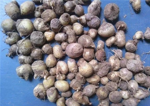 這種植物,只需要一丁點,讓你立馬失去知覺