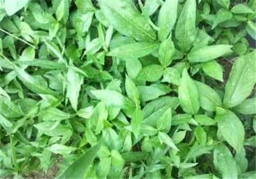 這種植物,只需要一丁點,讓你立馬失去知覺