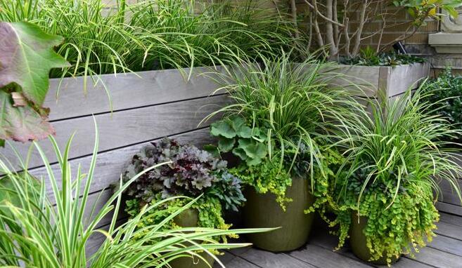 如何將城市里小塊土地變為城市綠洲