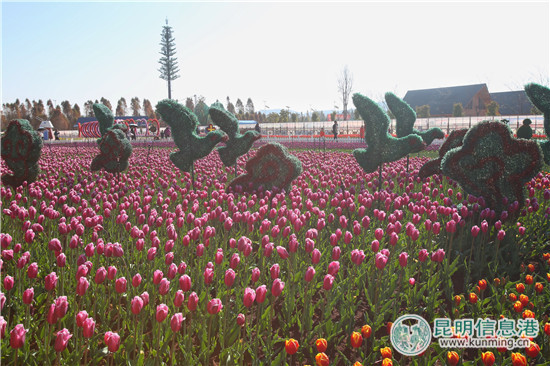度假區撈漁河濕地公園郁金香盛放迎新春