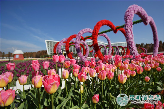 度假區撈漁河濕地公園郁金香盛放迎新春