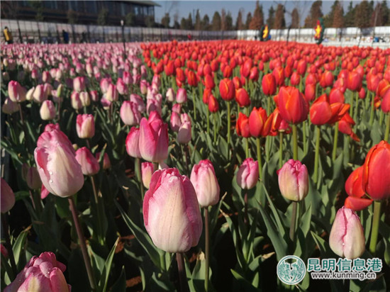 度假區撈漁河濕地公園郁金香盛放迎新春