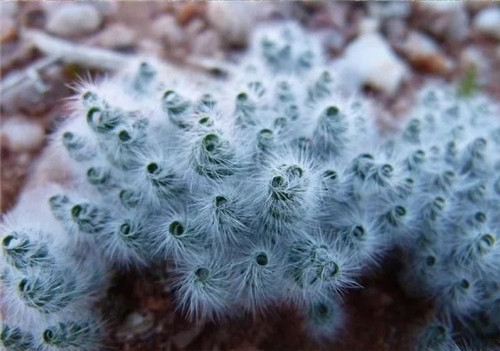 球根多肉植物哪種最好看？香果石蒜不能少