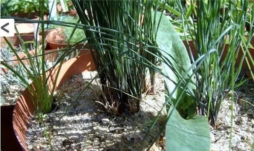 球根多肉植物哪種最好看？香果石蒜不能少