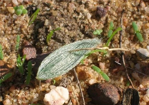 球根多肉植物哪種最好看？香果石蒜不能少