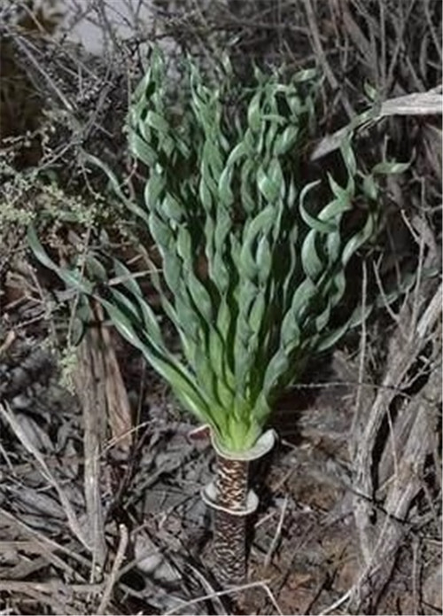 球根多肉植物哪種最好看？香果石蒜不能少