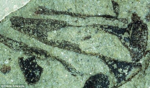 植物比之前認為的早1億年在地球形成殖民地