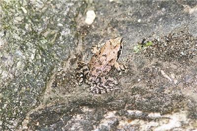 北京上方山現多種罕見動植物