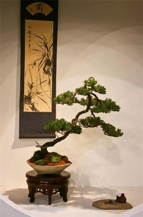 美國費城的盆景與插花藝術(shù)展