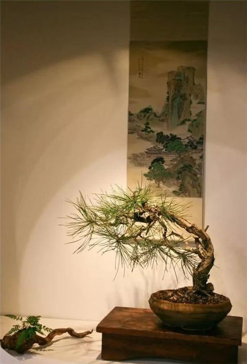 美國費城的盆景與插花藝術(shù)展