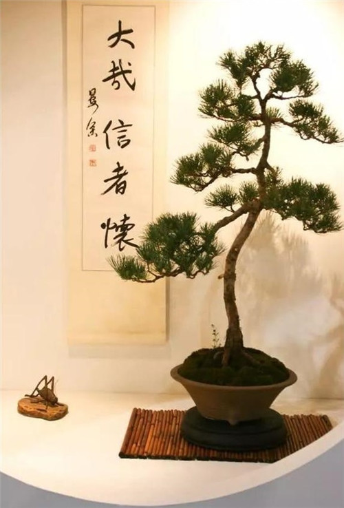 美國費城的盆景與插花藝術(shù)展