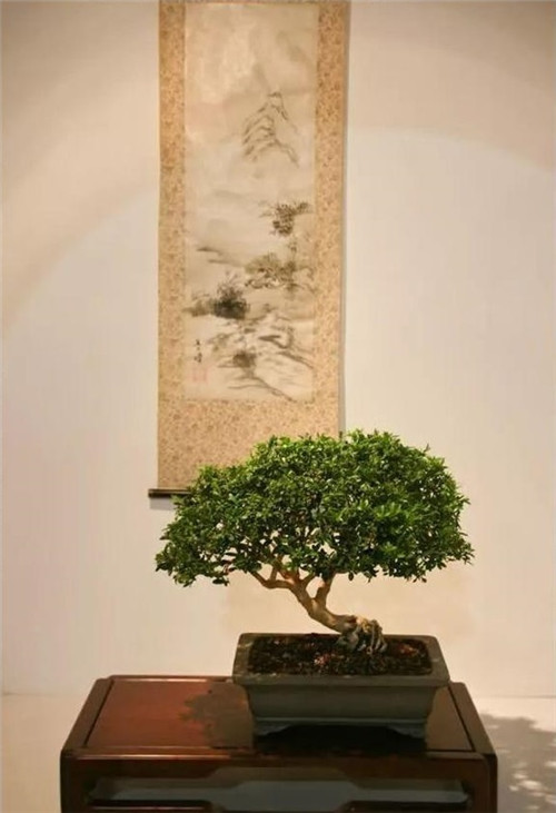 美國費城的盆景與插花藝術(shù)展