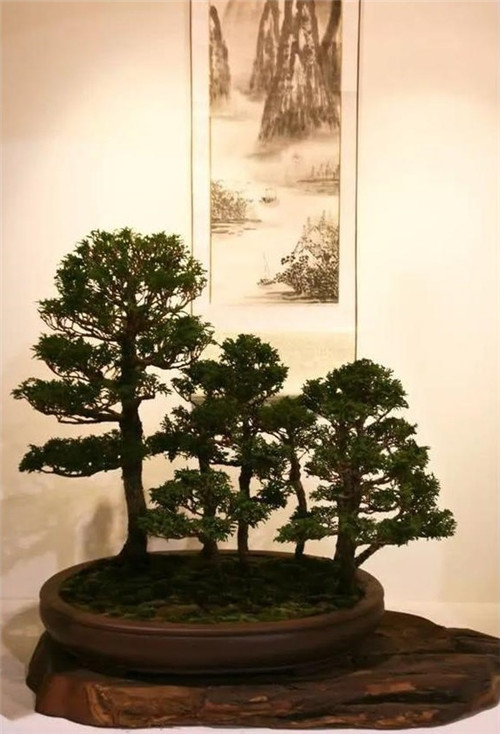 美國費城的盆景與插花藝術(shù)展