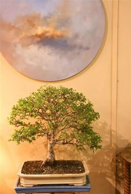 美國費城的盆景與插花藝術(shù)展